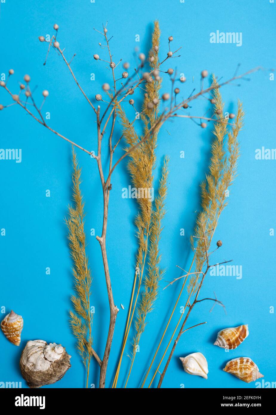 preparazione per una futura cartolina. Fiori secchi su sfondo colorato Foto Stock