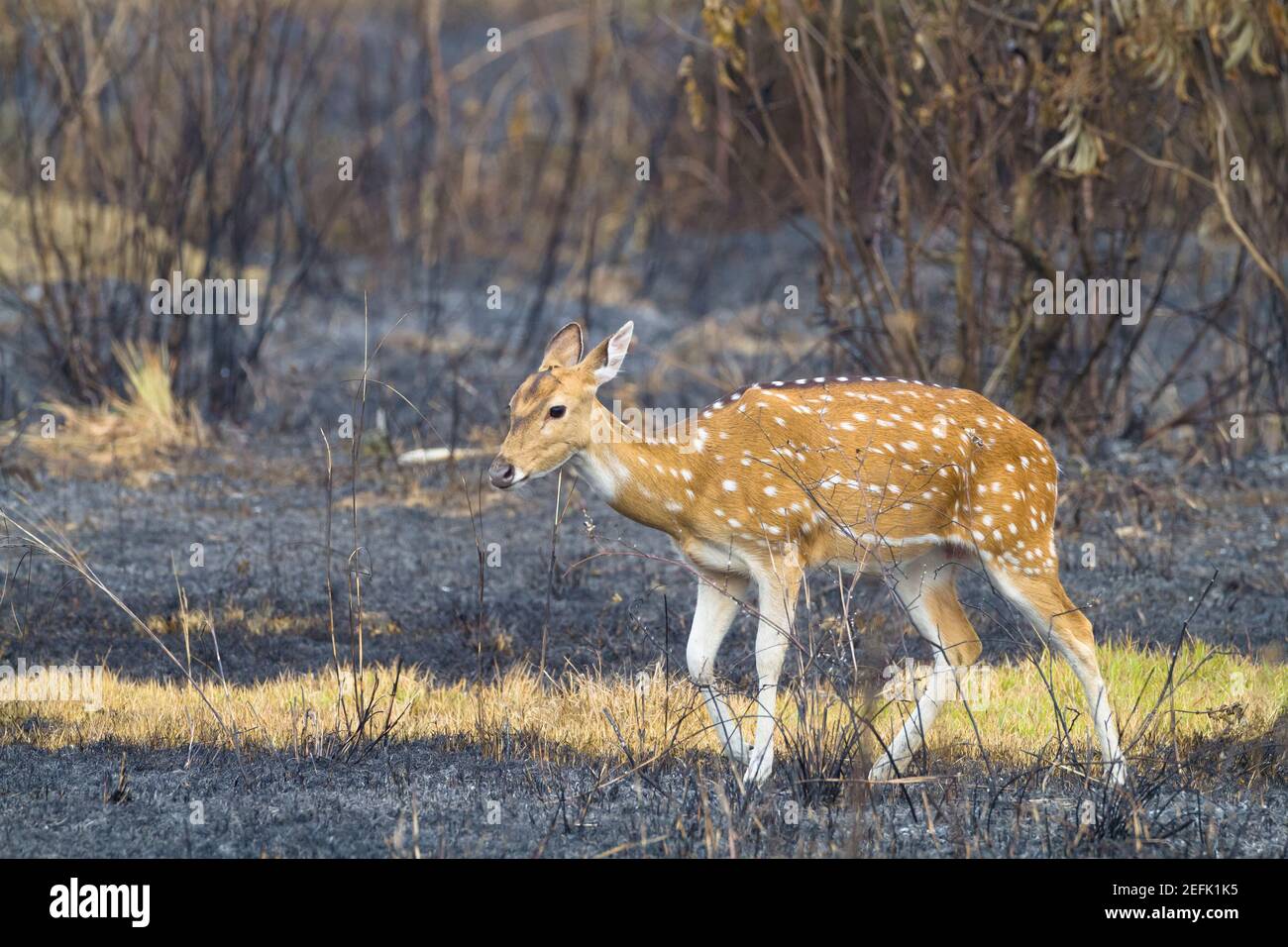 Femmina di Chital (asse) alla ricerca di erba in un'area bruciata di recente. Terai. Nepal. Foto Stock