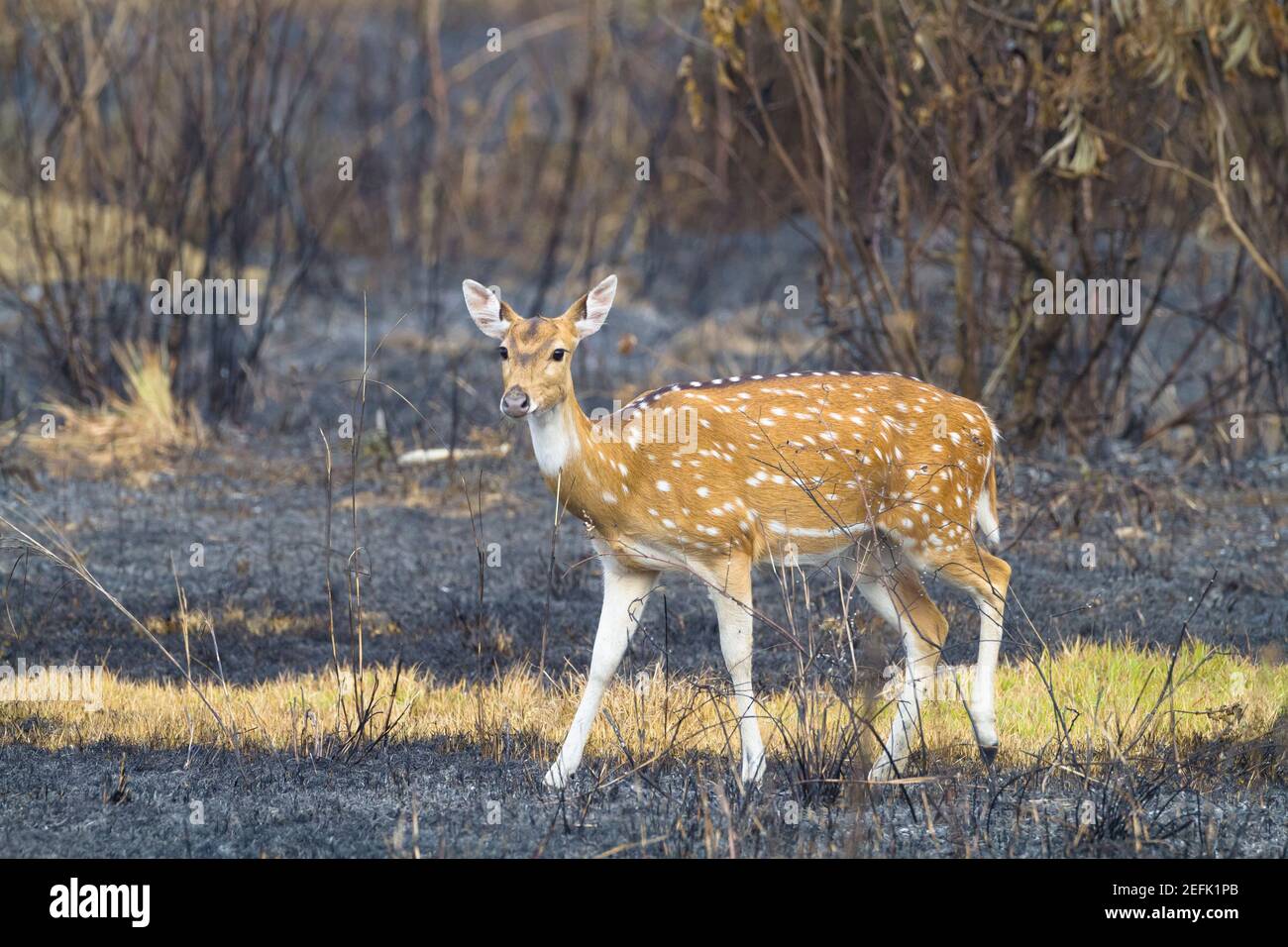 Femmina di Chital (asse) alla ricerca di erba in un'area bruciata di recente. Terai. Nepal. Foto Stock