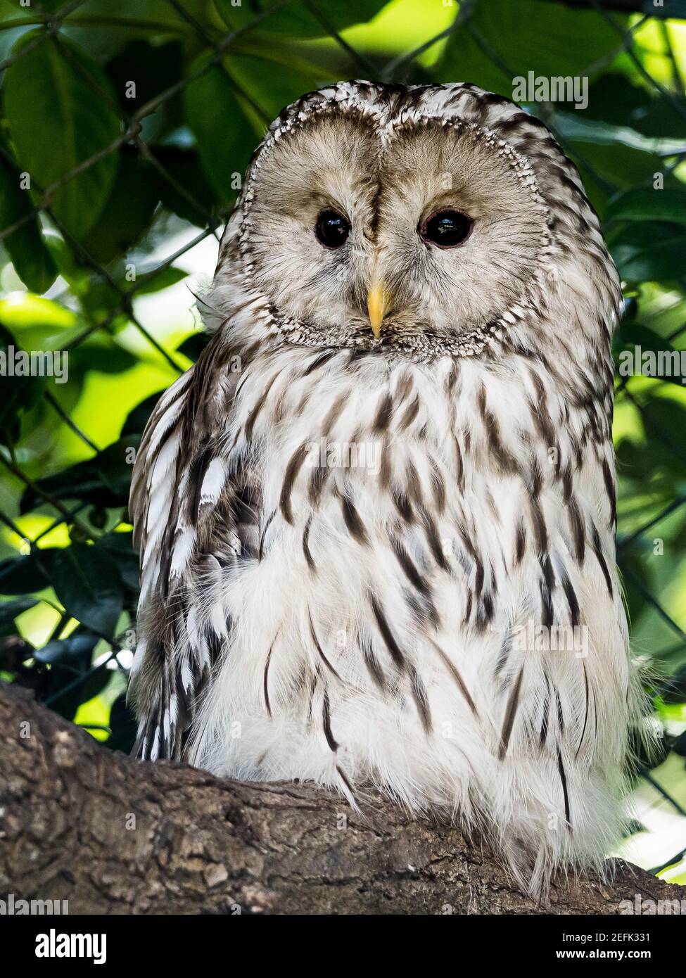 gufo riposato su un albero nello zoo, in germania Foto Stock