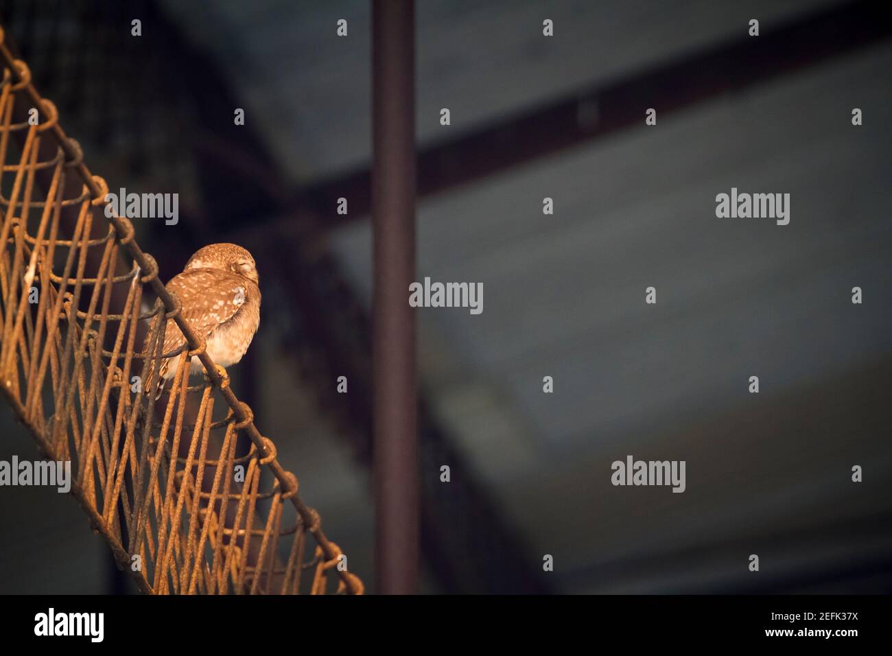 Avvistato Owlet (Athene brama) appollaiato su una struttura metallica di fabbrica abbandonata. Nepal. Foto Stock