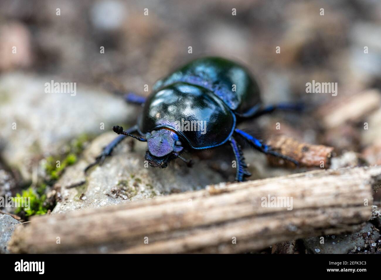 macro wood dung beetle anoplotrupes stercorosus a terra, germania Foto Stock