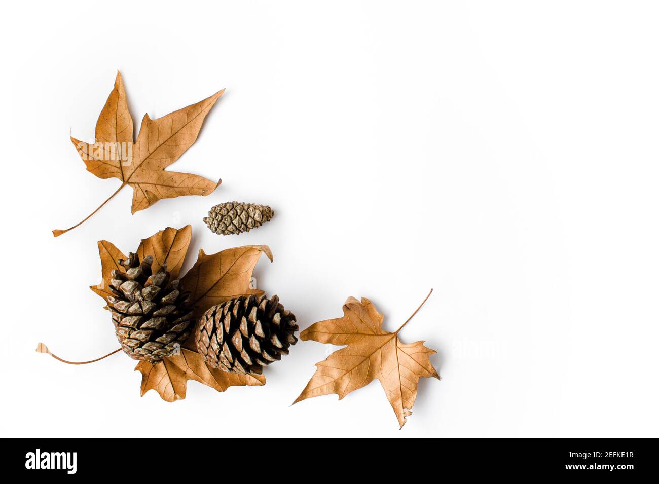 Composizione autunnale. Foglie di acero e coni essiccati in autunno su sfondo bianco. Disposizione piatta, vista dall'alto, spazio per la copia Foto Stock