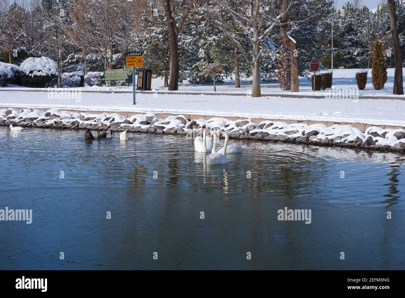 Tre Swans al lago in una giornata innevata Foto Stock