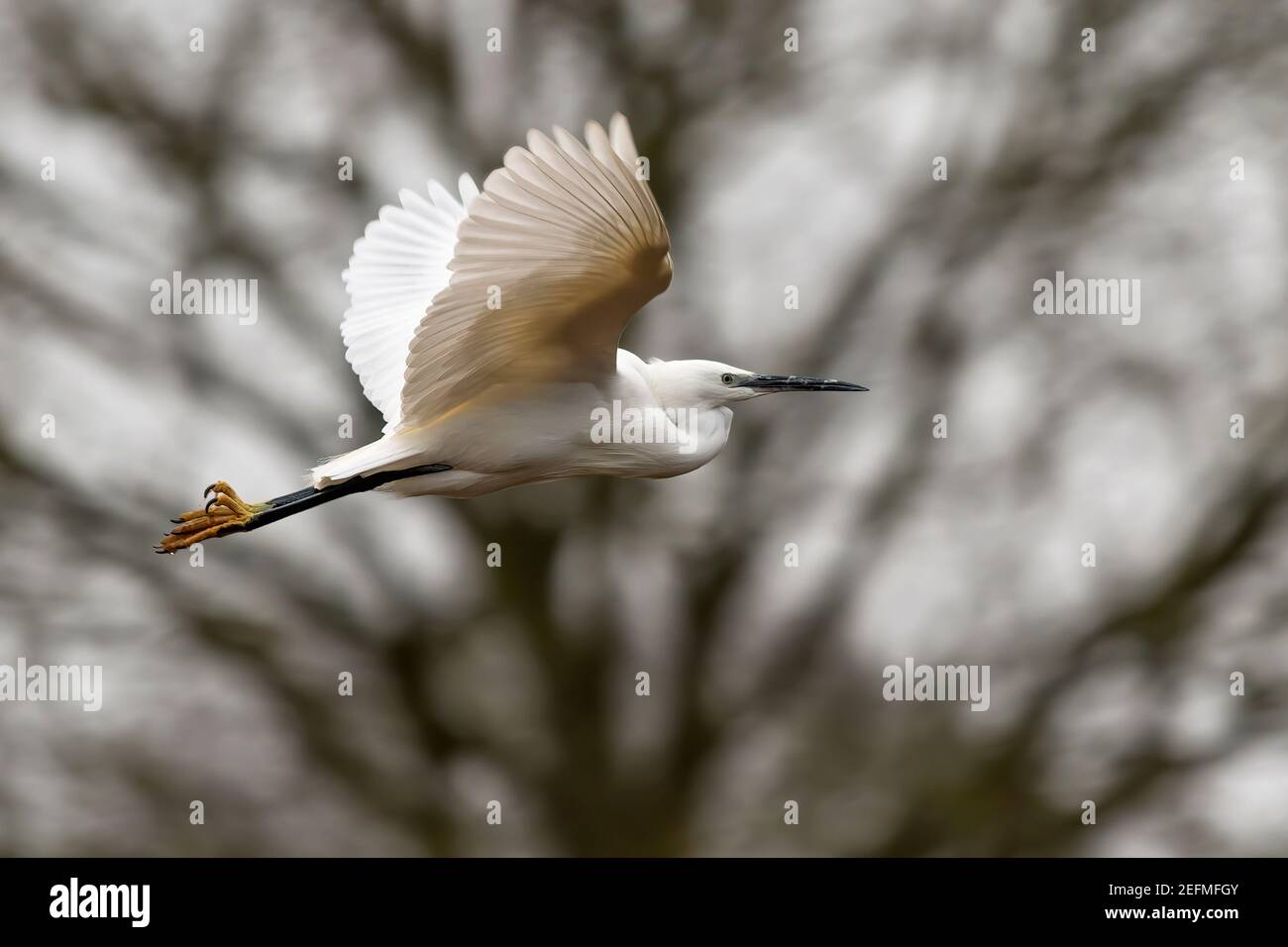 Egret godendo il suo volo di mattina presto Foto Stock