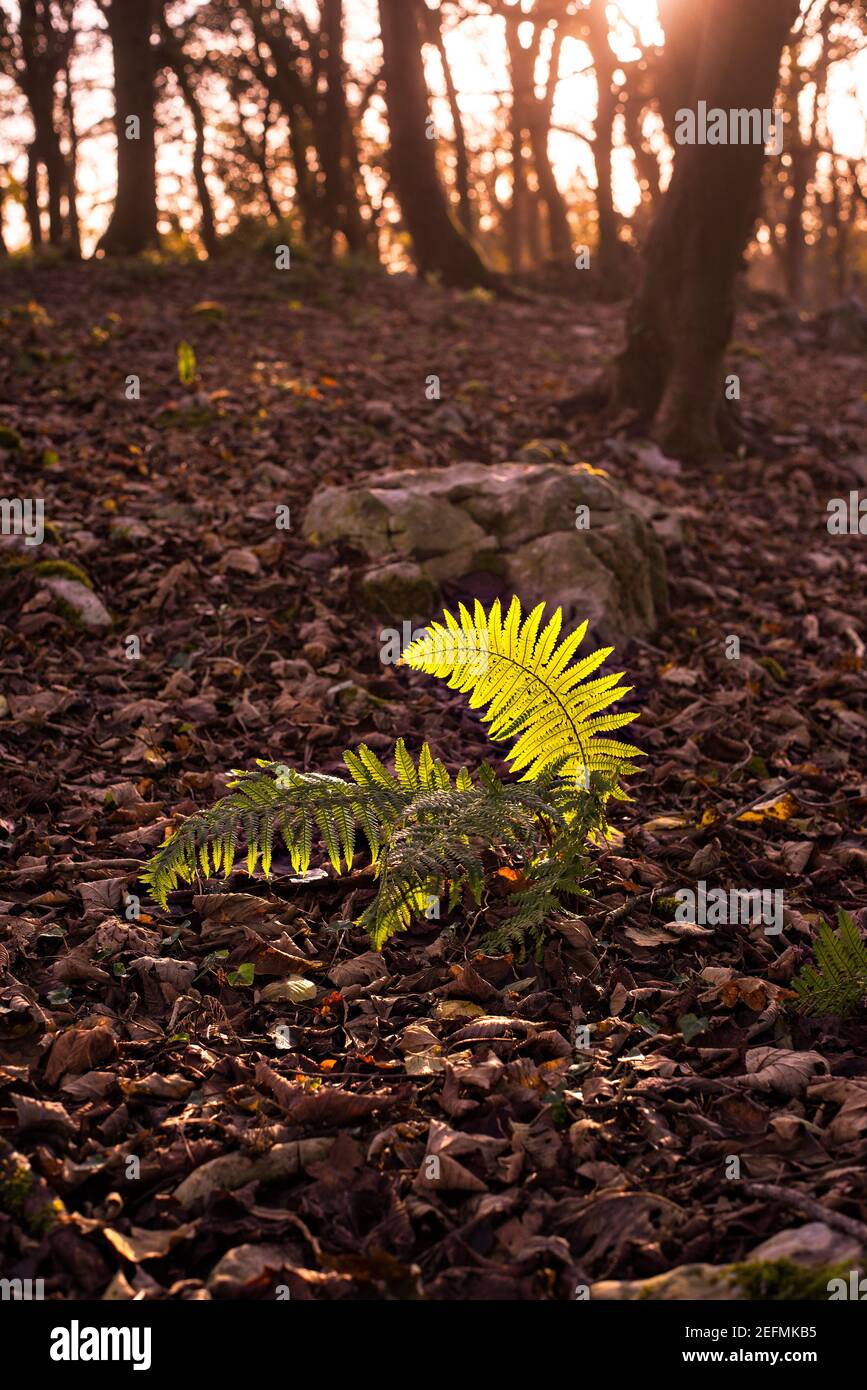 Fern che cresce in boschi su una collina calcarea nell'Inghilterra occidentale. Foto Stock