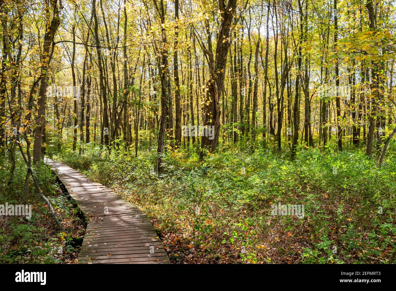 Bel sentiero in legno lungo il lungomare che si snoda attraverso una foresta verde con luce solare in autunno Foto Stock