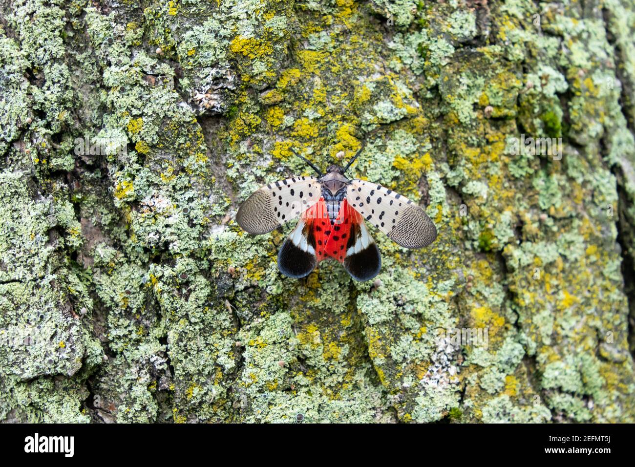 La lanterfly macchiata (Lycorma delicatula), un parassita invasivo, tiene aperte le ali, esponendo i suoi sottali rossi luminosi Foto Stock