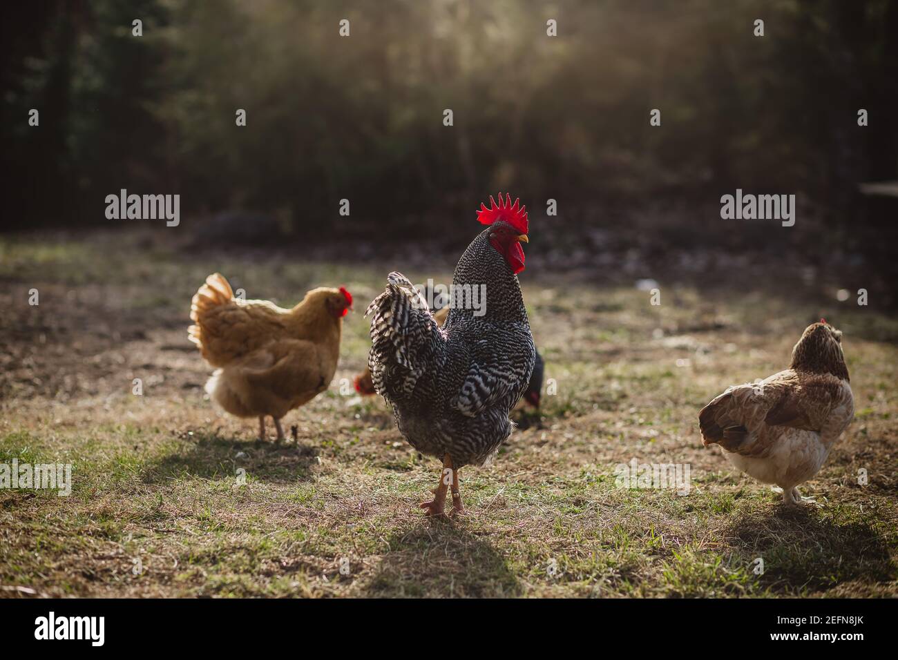 roster di roccia sbarrata in giardino di luce del sole Foto Stock