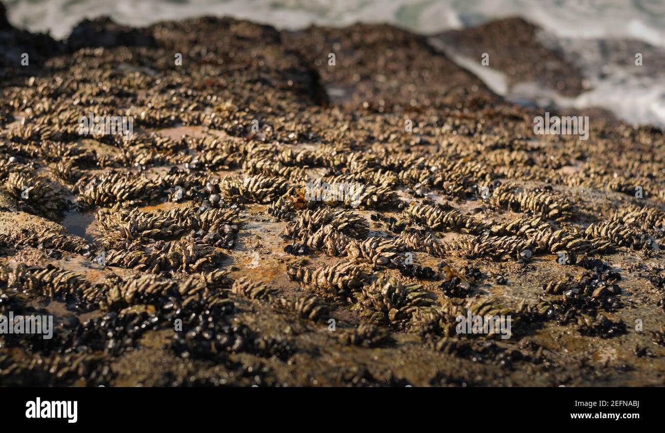 I barnacles dell'oca anche chiamati barnacles stalked o i barnacles del collo dell'oca sono colpendo dalle onde del mare ma sono in grado di resistere e rimanere fissati a ston Foto Stock