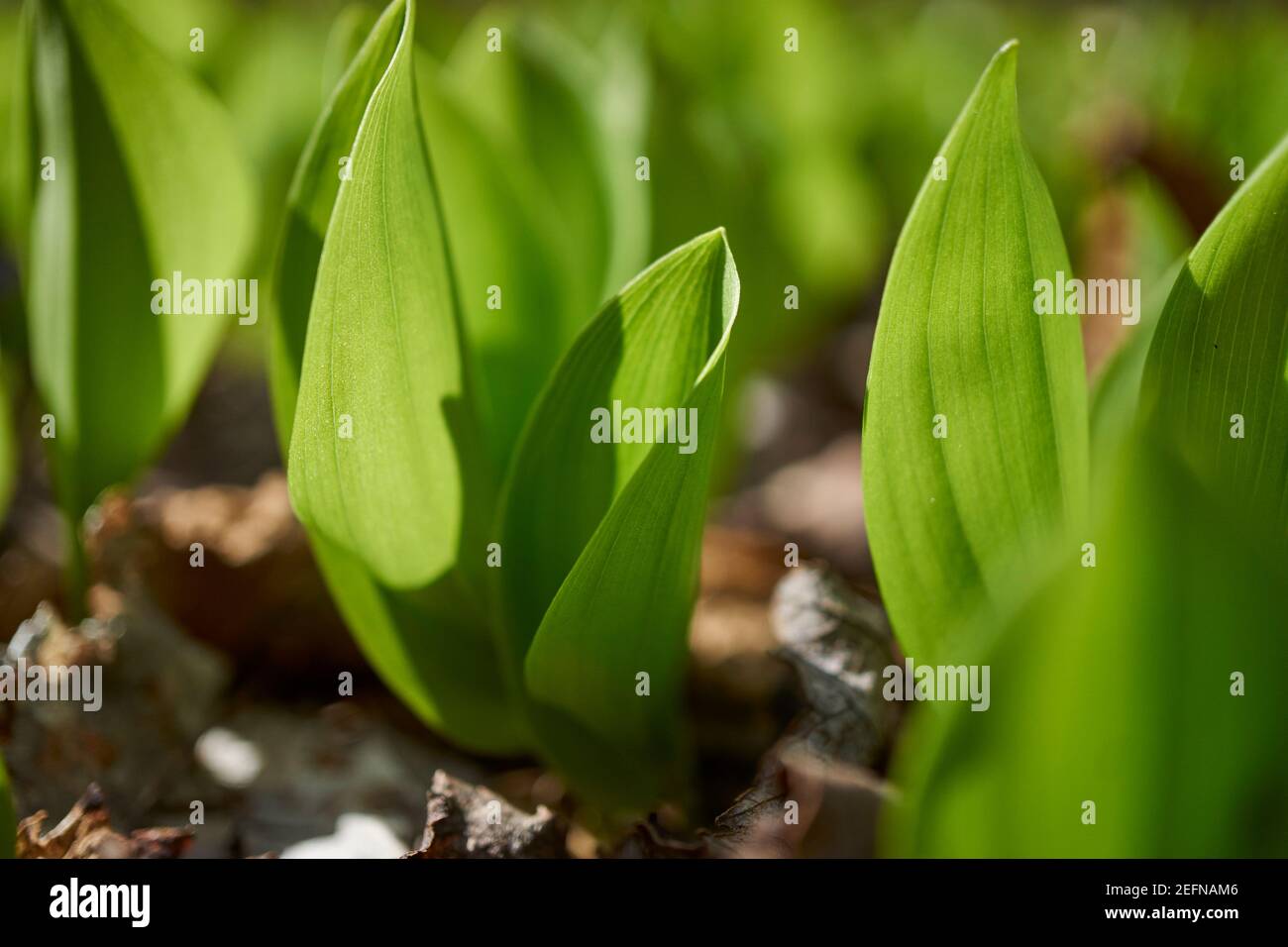 Rampe selvatiche, chiamate anche ramson, porri selvatici, o aglio selvatico, nella Pennsylvania rurale, STATI UNITI Foto Stock