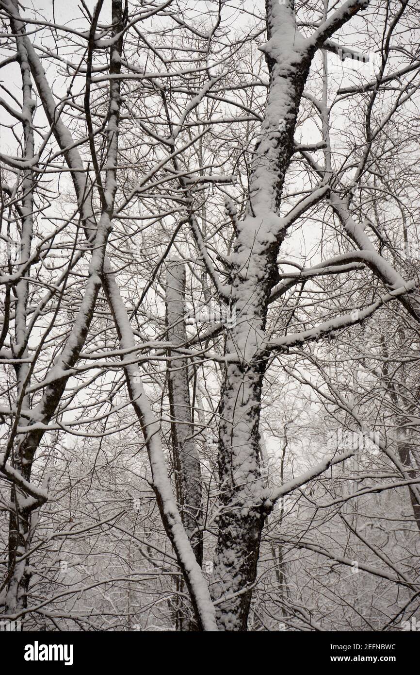 Boschi in inverno, Edison, New Jersey, Stati Uniti Foto Stock