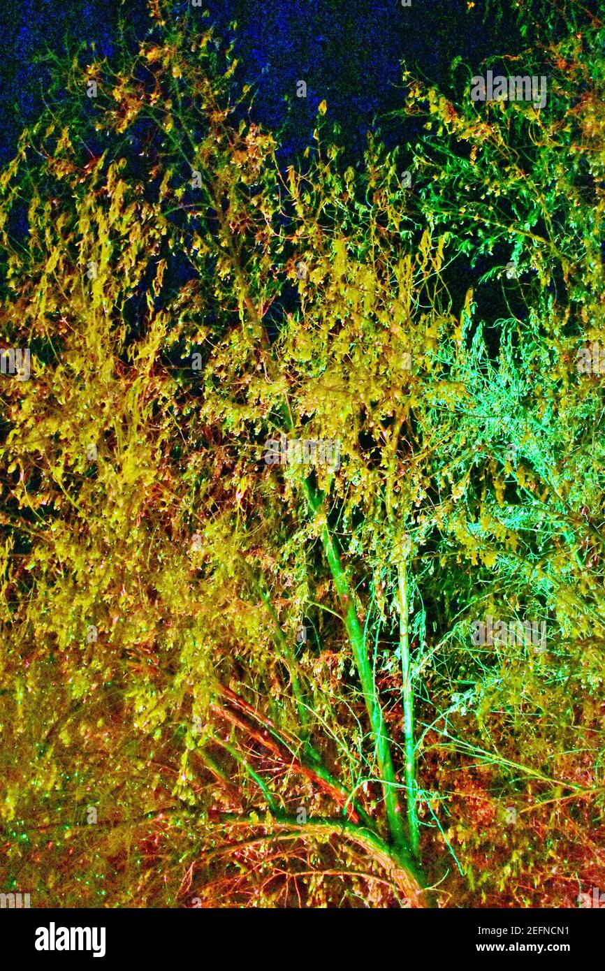 Le luci di Natale creano effetti visivi negli alberi Foto Stock