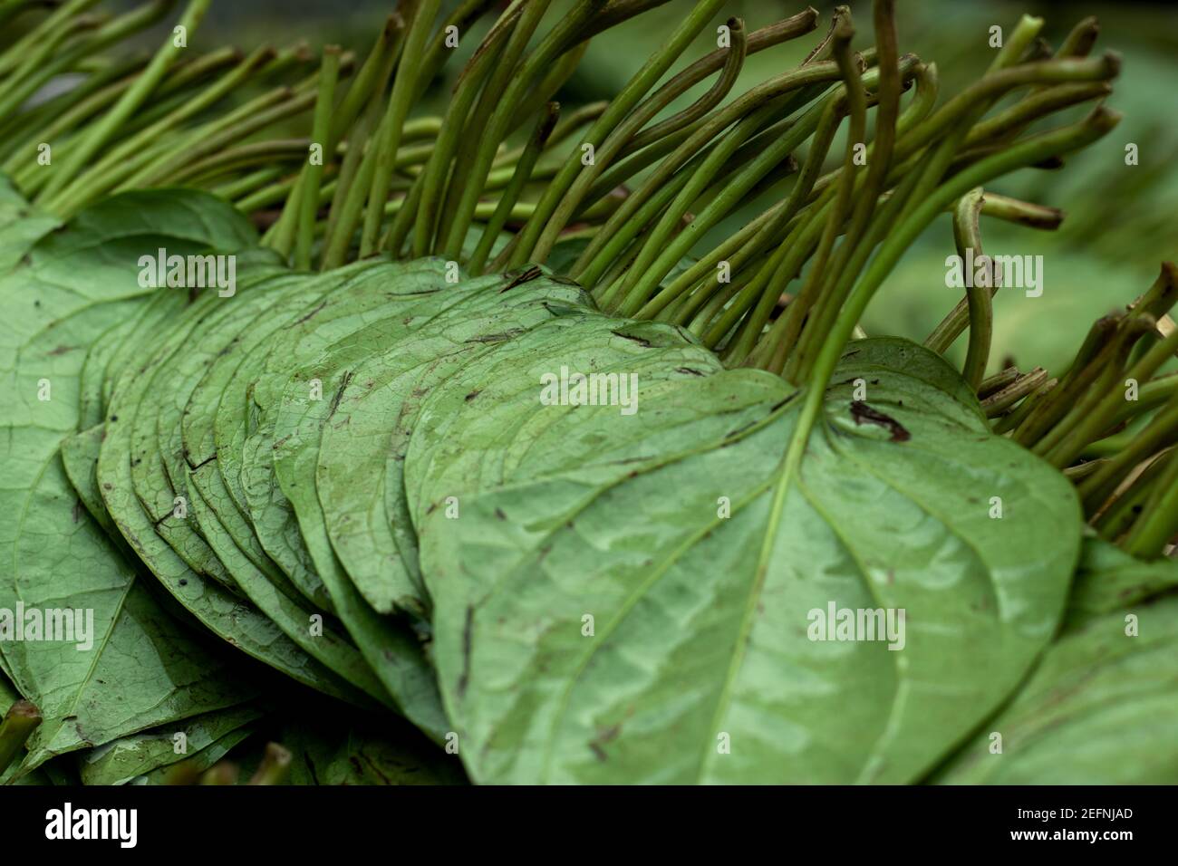 Il betel o Piper Beetle è un vitigno della famiglia Piperaceae, che comprende pepe e kava e Betel foglia è principalmente consumato in Asia Foto Stock