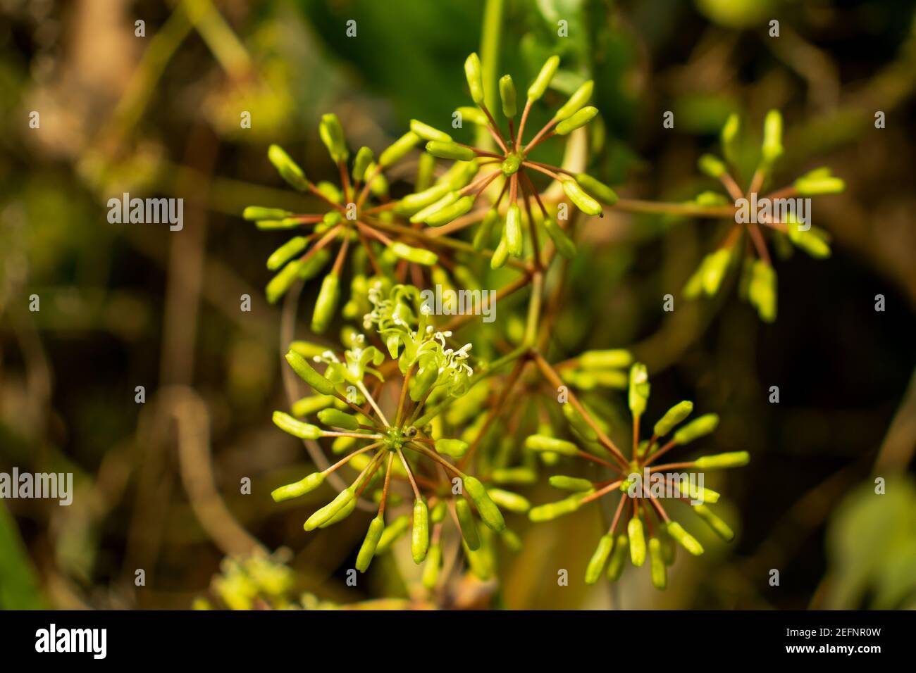 Umbelliferae, Apiaceae o Rough Chervil, Chaerophyllum temulum temulentum che è un albero selvaggio Foto Stock