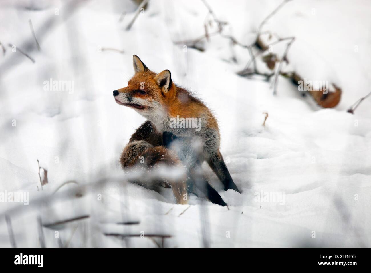 Una volpe ( Vulpes vulpes ) seduta nella campagna innevata a Kent, Regno Unito, durante l'inverno . Gennaio 2021 Foto Stock