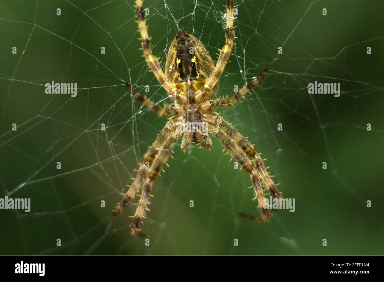 Ragno da giardino europeo, ragno diadem, Araneus diadematus Foto Stock