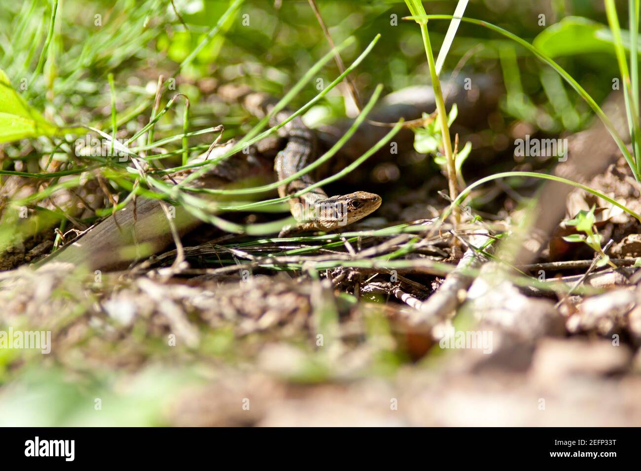 sabbia lucertola in ambiente selvaggio Foto Stock