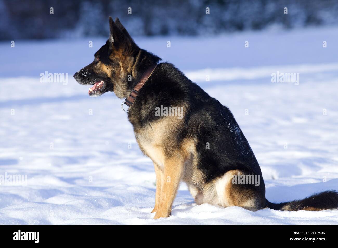 Cane Pastore tedesco in inverno gioco in campo di neve Foto Stock