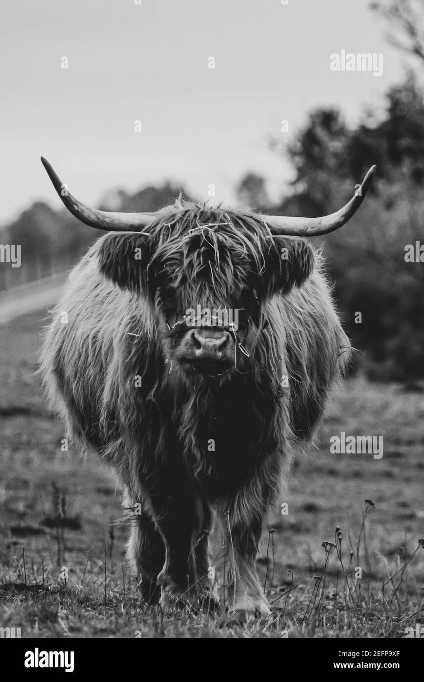 Bestiame longhorn dai capelli lunghi sul prato in hessen, germania Foto Stock
