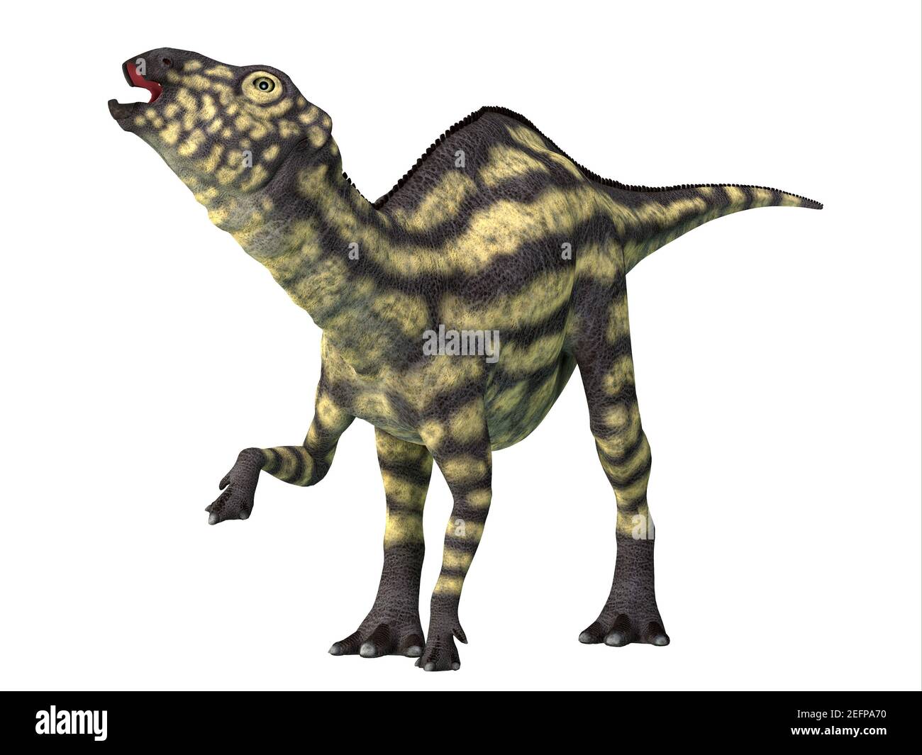 La Maiasaura era un dinosauro erbivoro di Hadrosaur incatenato dall'anatra che visse nel Montana durante il periodo Cretaceo. Foto Stock