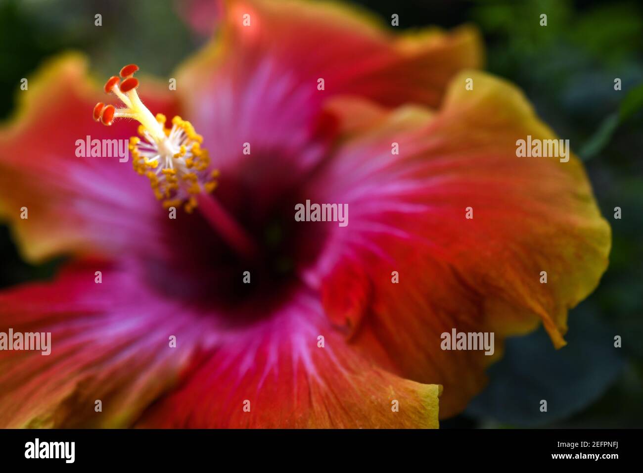 Primo piano di un vivace fiore di ibisco colorato Foto Stock