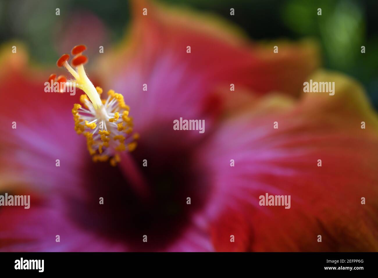 Primo piano di un vivace fiore di ibisco colorato Foto Stock