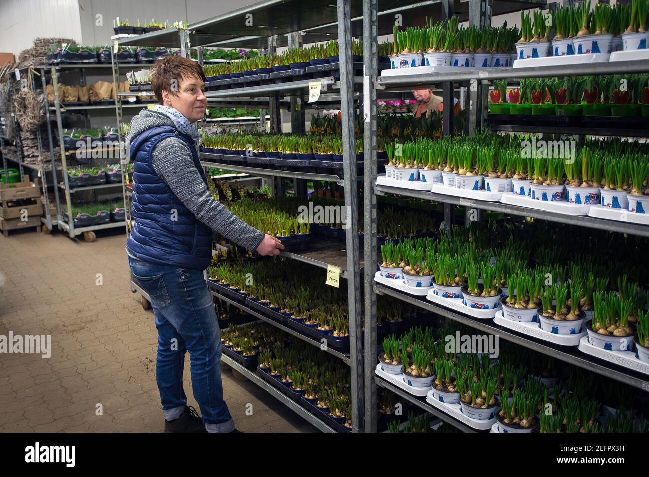Mercato dei fiori e delle piante a Brema, Germania Foto Stock Mercato dei fiori e delle piante a Brema, Germania Foto Stock