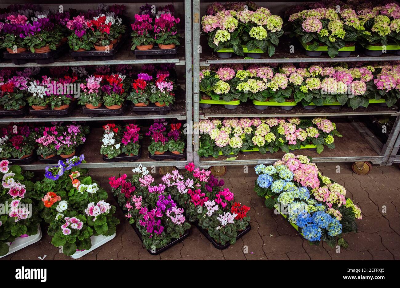 Mercato dei fiori e delle piante a Brema, Germania Foto Stock Mercato dei fiori e delle piante a Brema, Germania Foto Stock