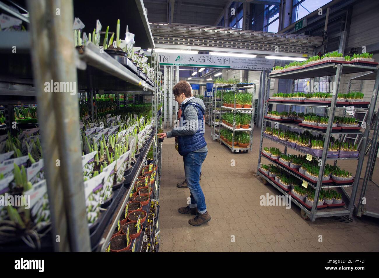 Mercato dei fiori e delle piante a Brema, Germania Foto Stock Mercato dei fiori e delle piante a Brema, Germania Foto Stock