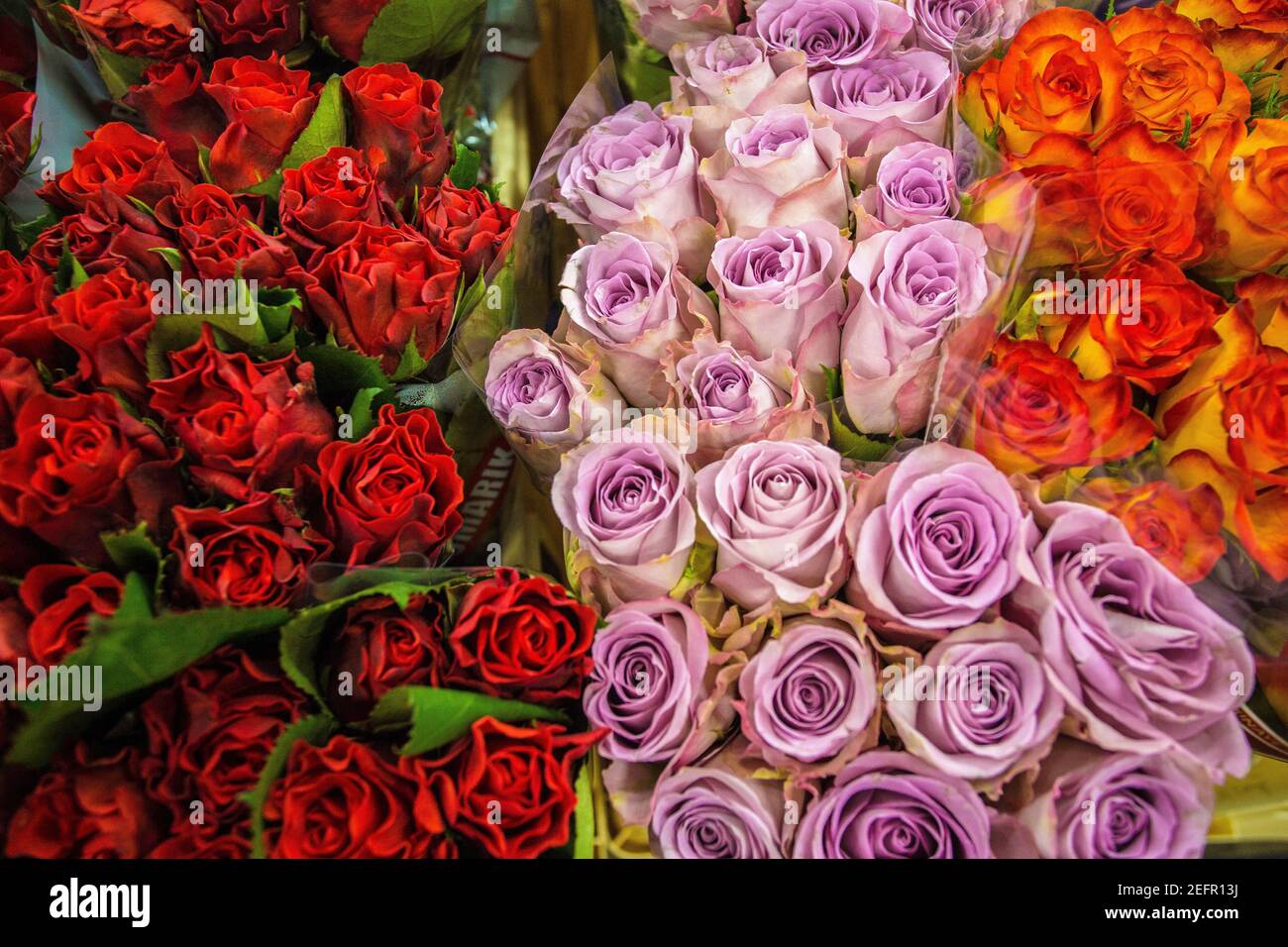 Rose nelle bancarelle di fiori a Brema , Germania Foto Stock