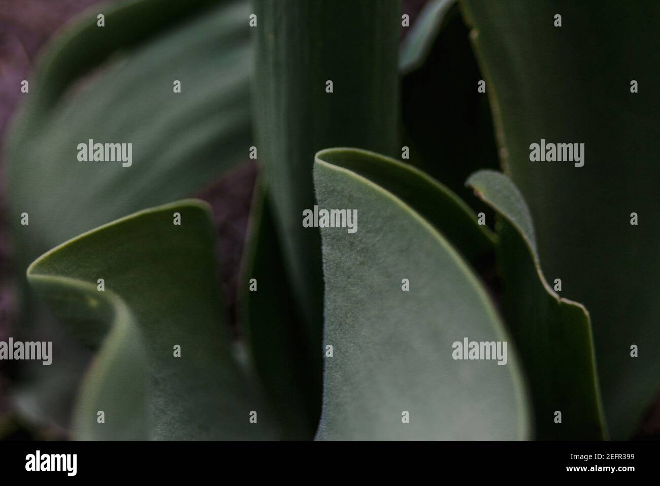 Foglie di tulipano verde scuro con ombre profonde. Primo piano. Messa a fuoco e nitidezza selettive. Tessuto vellutato sulle foglie Foto Stock