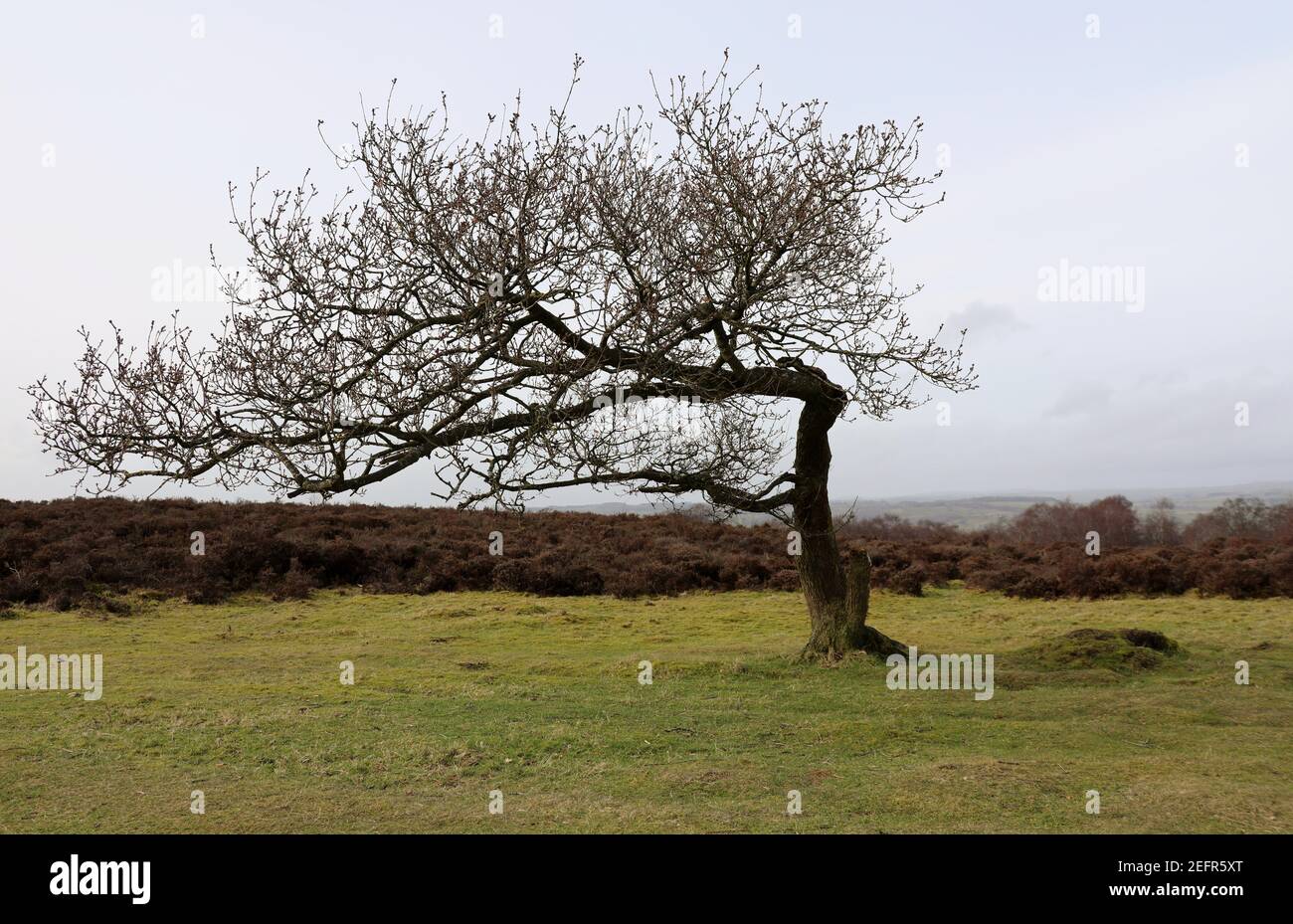 Stanton Moor nel Derbyshire Peak District National Park Foto Stock