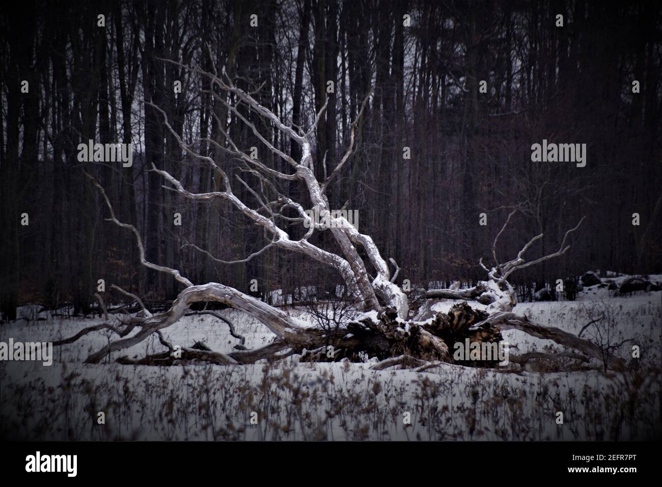 Un albero morto, che mostra segni di vita Foto Stock