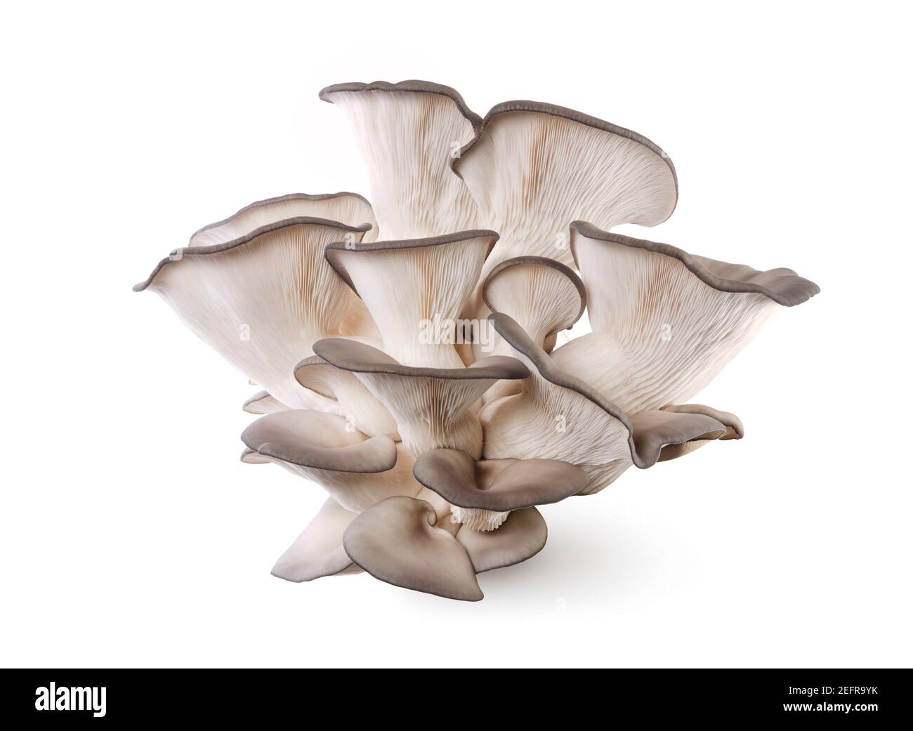 I funghi di Re Oyster, il Pleurotus eryngii, noto anche come funghi tromba del Re o funghi corni francesi, isolati su sfondo bianco dello studio. Foto Stock