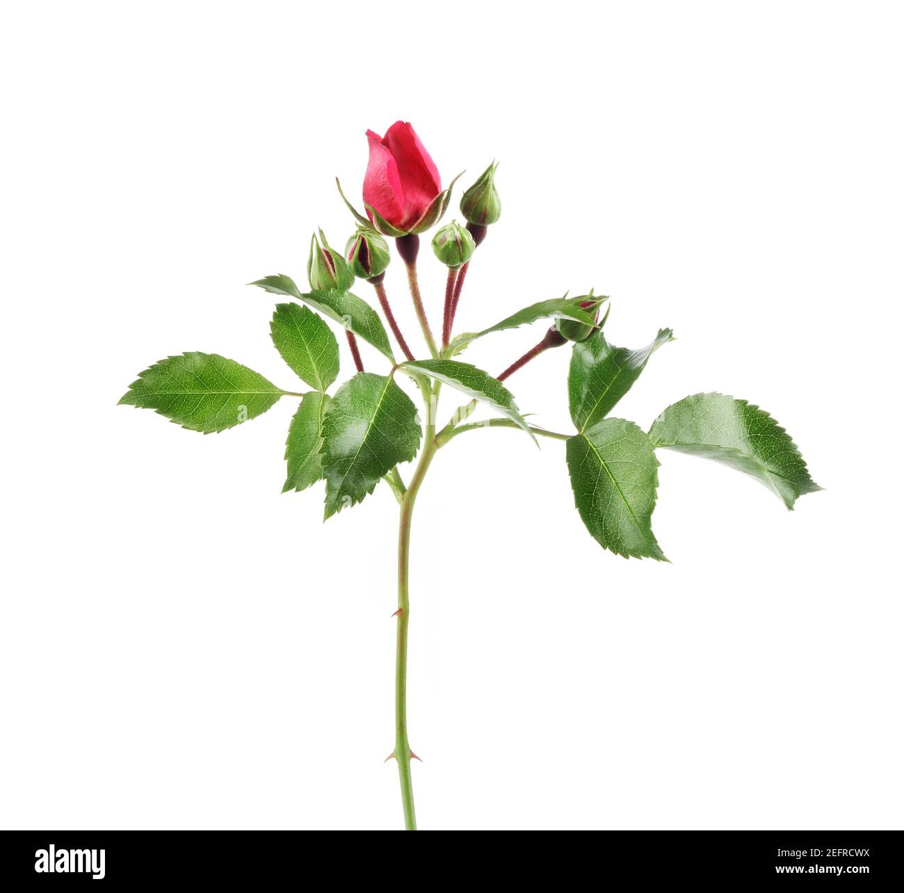Red Damask Rose, piccolo e delicato fiore bocciolo ancora inaperto su un ramo spinoso con foglie verdi. Vista laterale, guardaroba artistico, isolato su bianco studio ba Foto Stock