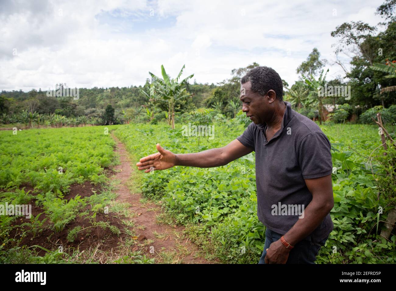 Agricoltore africano nel suo campo di carote Foto Stock