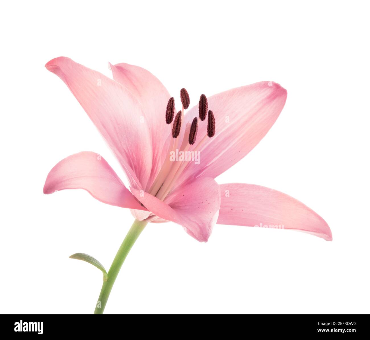 Fiore di giglio asiatico rosa. Primo piano artistico in colori pastello chiari. Isolato su sfondo bianco dello studio. Foto Stock