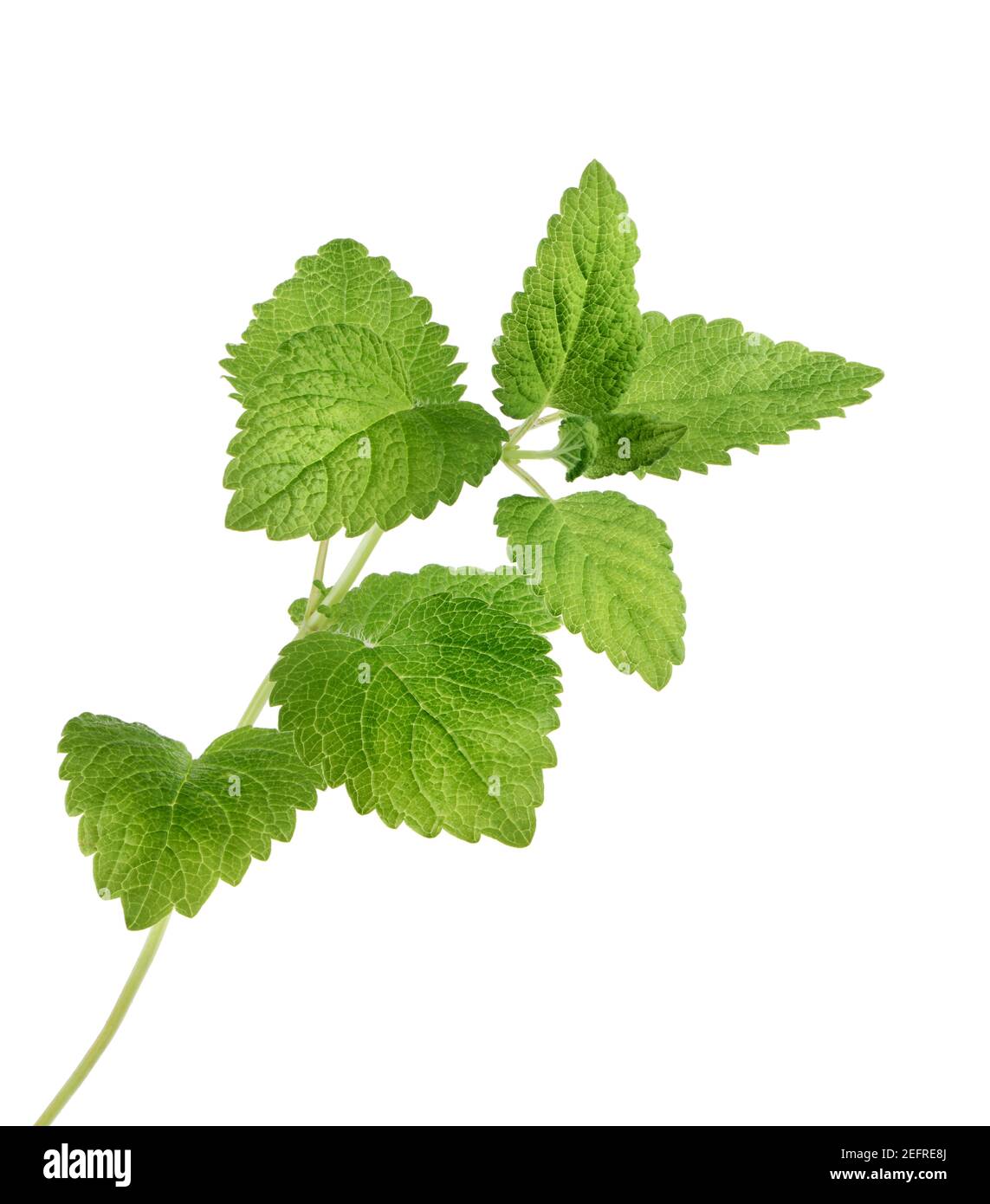 Limone balsamo pianta verde foglie closeup. Melissa officinalis, pianta commestibile della famiglia della menta. Isolato su sfondo bianco dello studio. Foto Stock