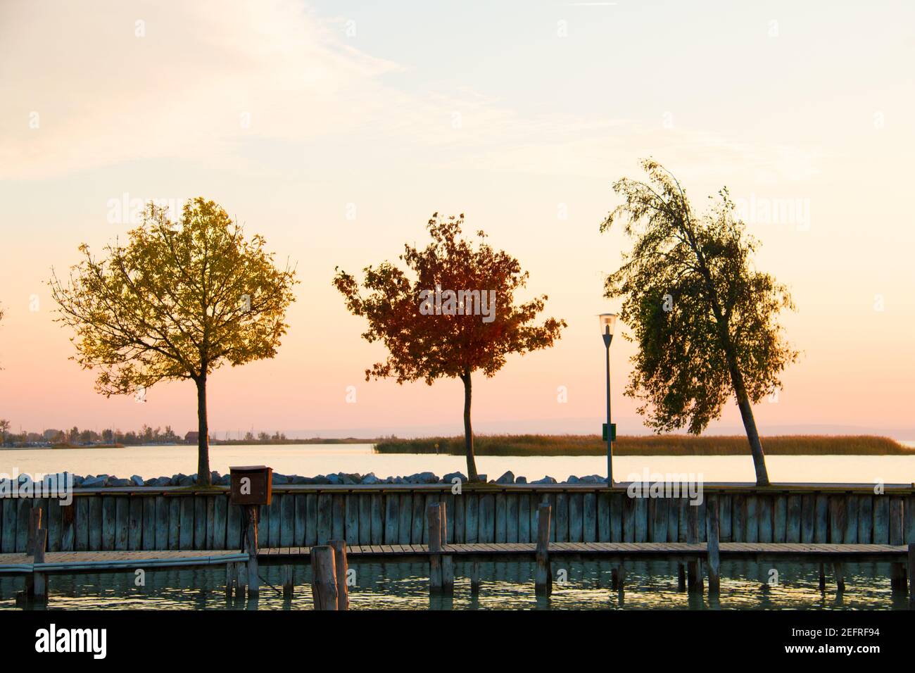 Tre alberi colorati sopra l'acqua con foglie di autunno giallo, rosso e verde, che crescono sulla passerella del molo, caldo cielo serale e lago sullo sfondo Foto Stock