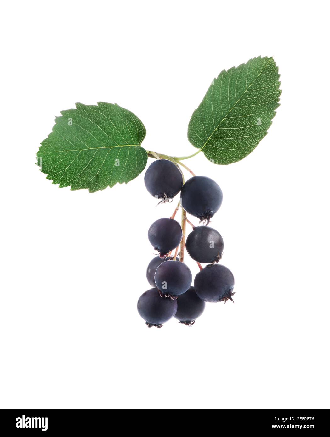 Chiocciole di bacche di Saskatoon o di serviceberry del Pacifico con foglie. Amelanchier alnifolia, servizio di frutti di bosco occidentali. edi viola blu scuro cresciuto organicamente Foto Stock