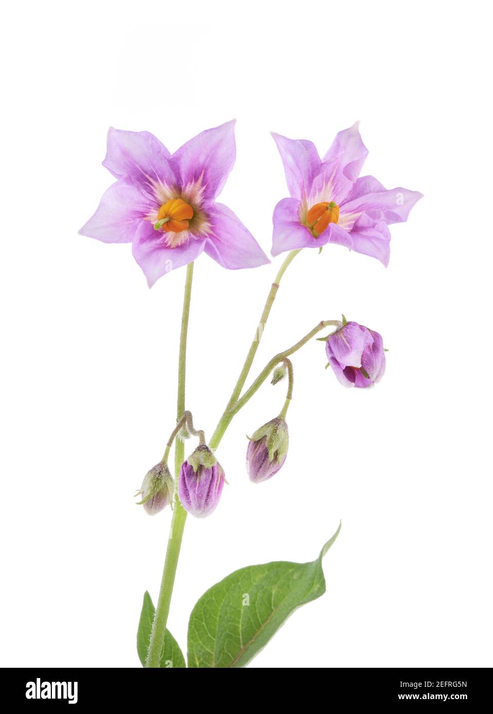Primo piano di due fiori, fiori di patate viola, patate blu fiorite. Primo piano artistico isolato su sfondo bianco. Foto Stock