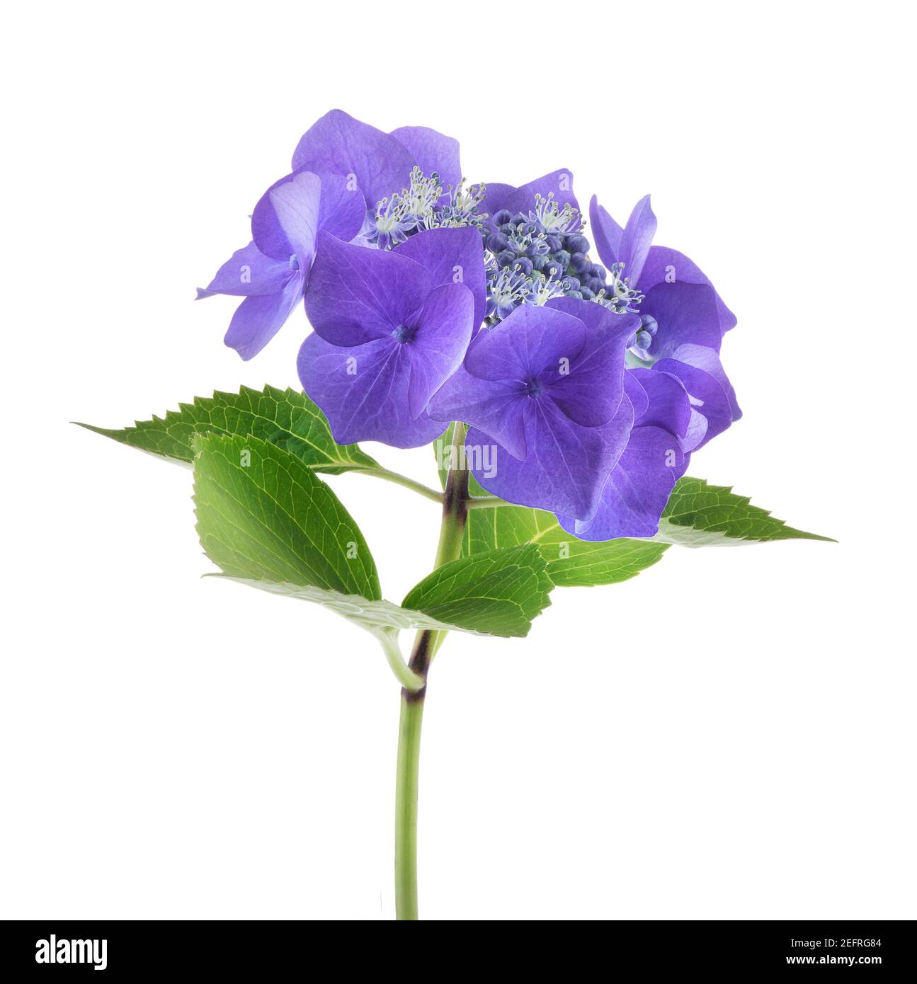 Grappolo di fiori viola-blu di un arbusto fiorito Hydrangea macrophylla fiorisce. Vista laterale artistica primo piano isolato su sfondo bianco dello studio. BI Foto Stock