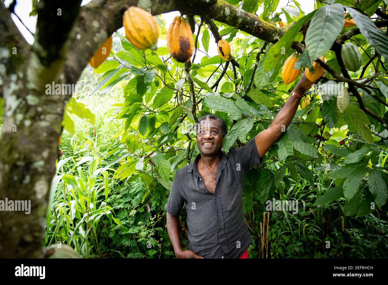 L'agricoltore africano guarda soddisfatto dei suoi semi di cacao del piante della sua piantagione Foto Stock