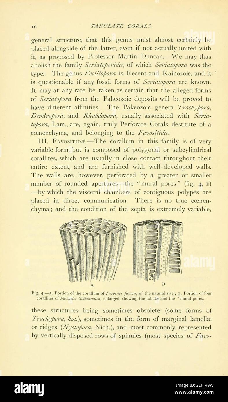 Sulla struttura e sulle affinità dei ''Tabulate Corals'' di Il periodo paleozoico (pagina 16) Foto Stock