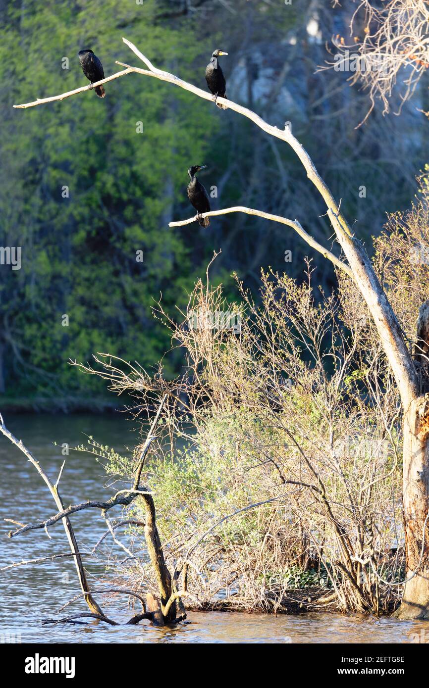 Gruppo di cormorani che percorre su un lago Dead Tree, Princeton, New Jersey Foto Stock