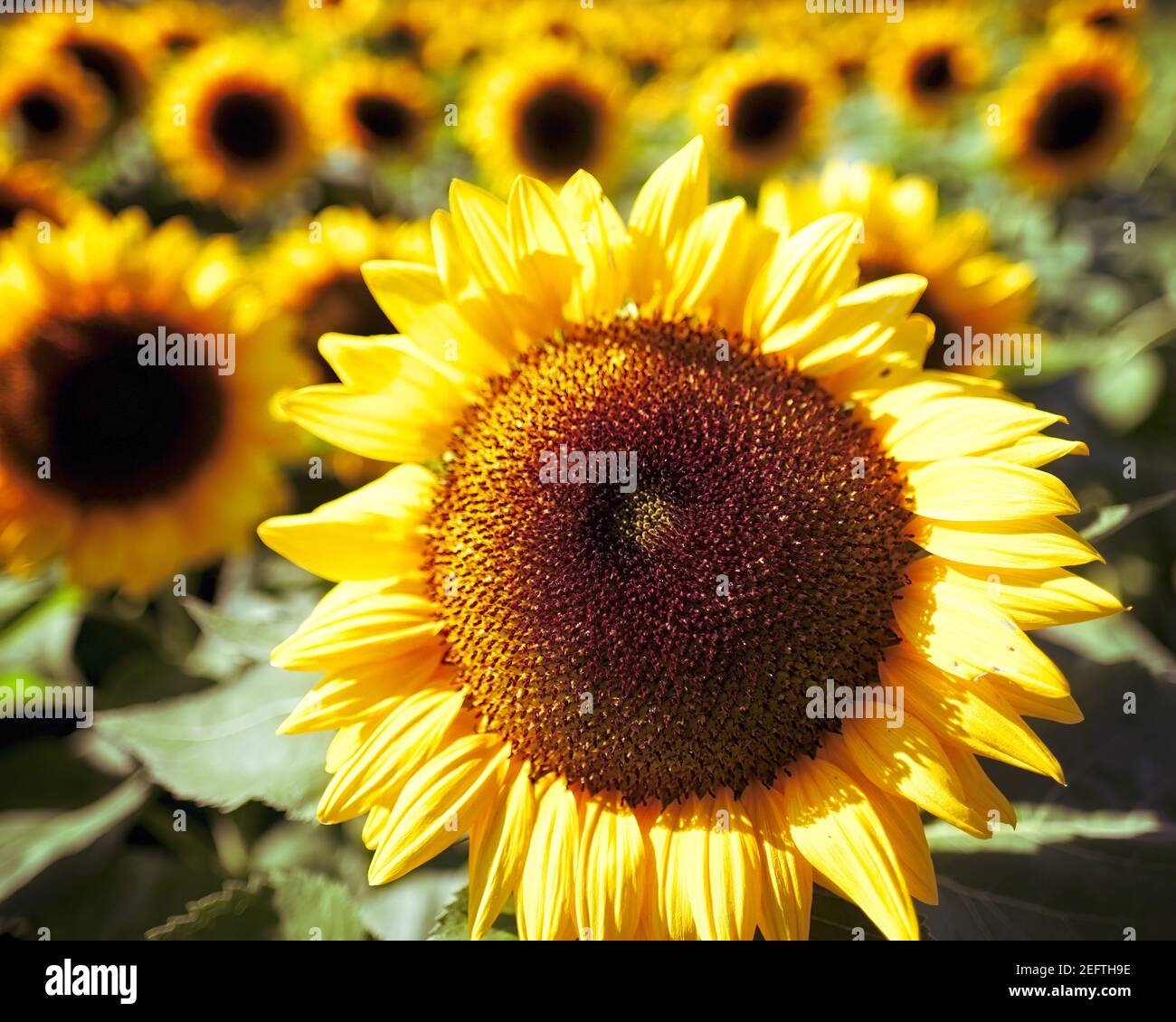 Girasole testa primo piano in un campo di girasoli Foto Stock