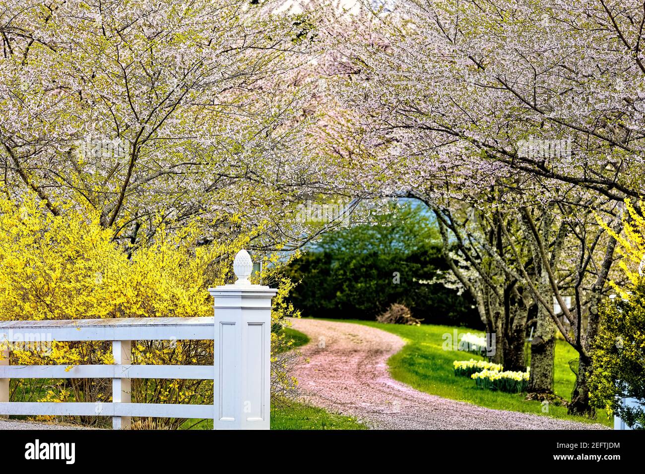 Country Road fiancheggiata da alberi di ciliegio fioriti, Hunterdon County New Jersey Foto Stock