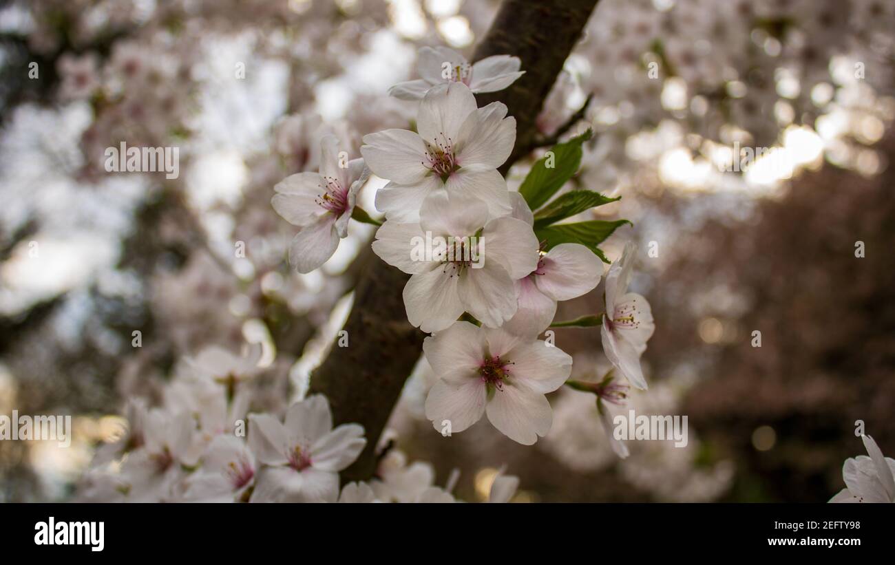 Bella fioritura di mandorle bianche (Prunus dulcis) in primavera, primo piano su sfondo sfocato Foto Stock