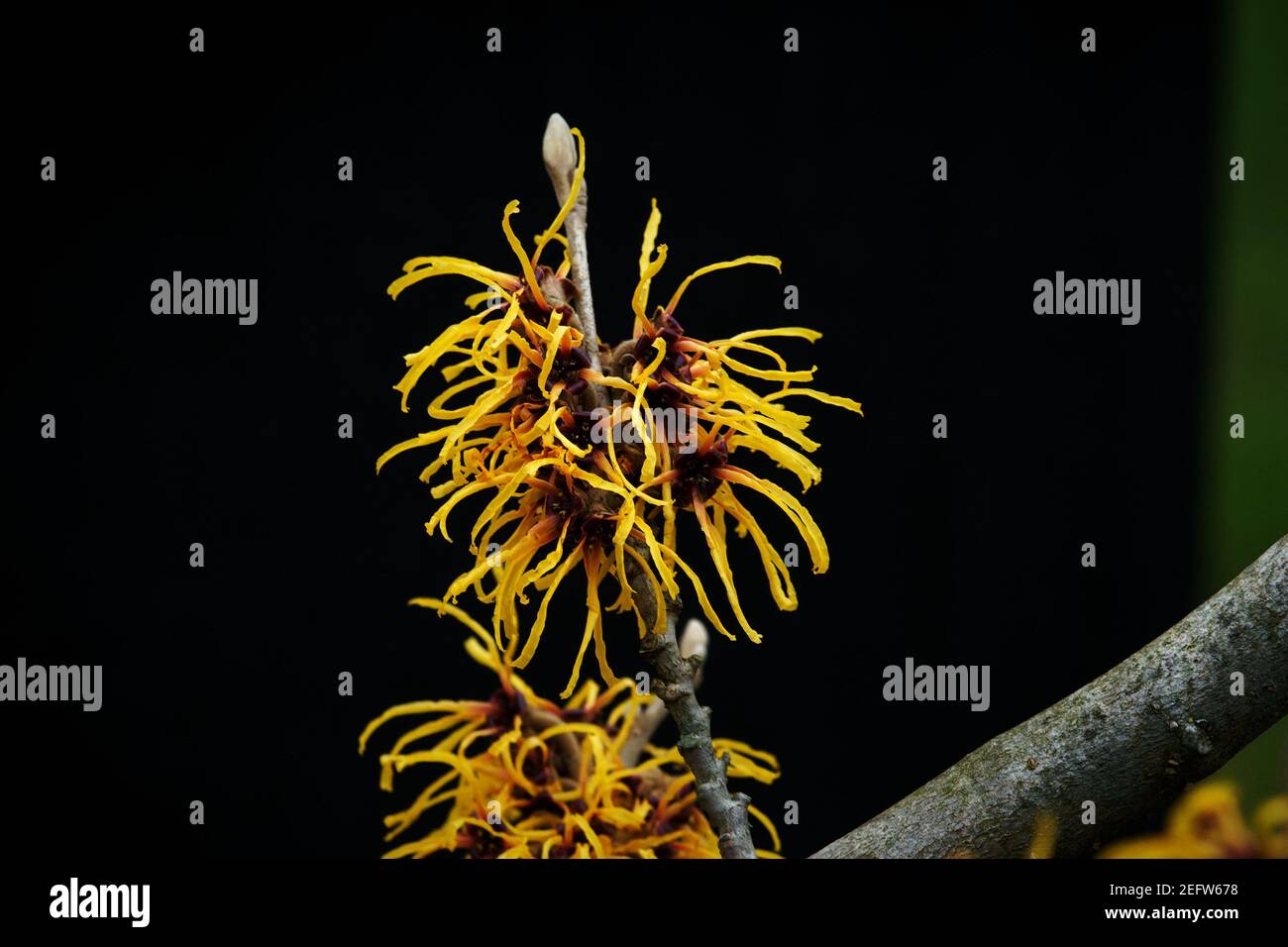 Hamamelis mollis primo piano di una zitana cinese nocciola in un parco a colonia nel mese di febbraio Foto Stock